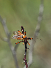 Rhynocoris punctiventris