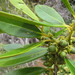 Balanops sparsifolia - Photo (c) amouly,  זכויות יוצרים חלקיות (CC BY-NC)
