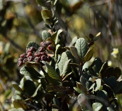 Hesperomeles ferruginea
