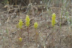 Orthocarpus barbatus