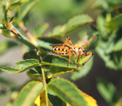Rhynocoris punctiventris