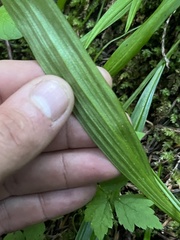 Anticlea occidentalis