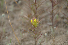 Orthocarpus barbatus