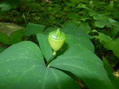 Jeffersonia diphylla