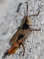 Chloealtis conspersa