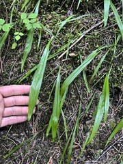 Anticlea occidentalis