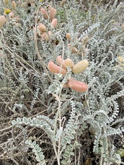 Astragalus anemophilus