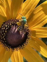 Agapostemon virescens
