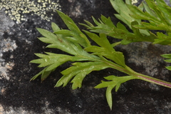 Artemisia norvegica