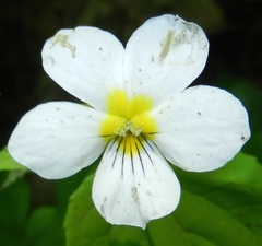 Viola canadensis