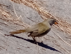 Embernagra platensis