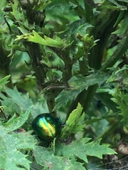 Chrysolina graminis