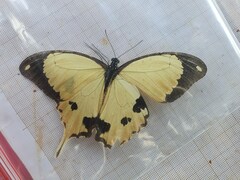 Papilio dardanus dardanus