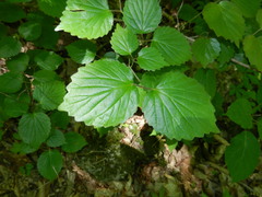 Viburnum bracteatum
