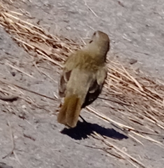 Embernagra platensis