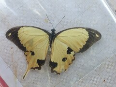 Papilio dardanus dardanus