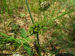Cyperus acuminatus