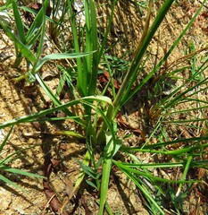Cyperus acuminatus