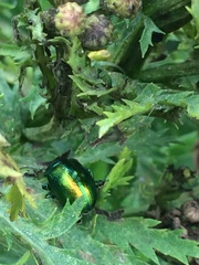 Chrysolina graminis