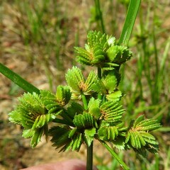 Cyperus acuminatus
