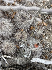 Mammillaria hutchisoniana