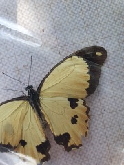 Papilio dardanus dardanus