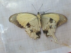 Papilio dardanus dardanus