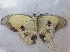 Papilio dardanus dardanus