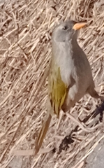 Embernagra platensis