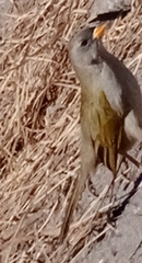 Embernagra platensis