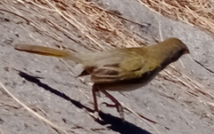 Embernagra platensis