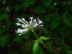Valeriana pauciflora