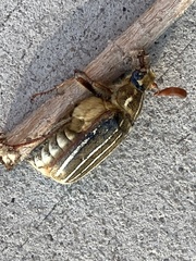 Polyphylla decemlineata