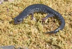 Plethodon teyahalee