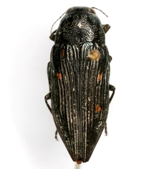 Buprestis consularis