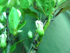 Geniostoma balansanum