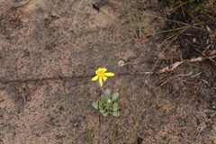 Othonna auriculifolia