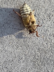 Polyphylla decemlineata