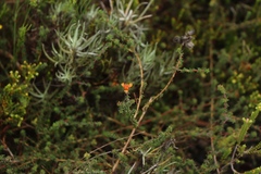 Aspalathus crassisepala