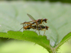 Neria commutata