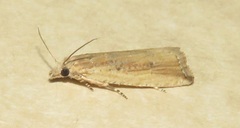Bactra maiorina