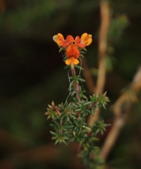 Aspalathus crassisepala