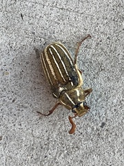 Polyphylla decemlineata