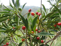 Eumachia oleoides