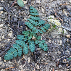 Lomatium martindalei