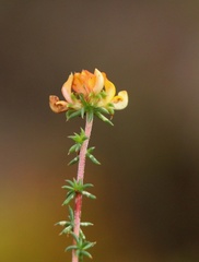 Aspalathus crassisepala