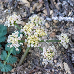 Lomatium martindalei