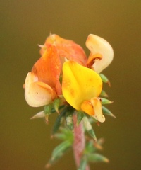 Aspalathus crassisepala