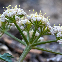 Lomatium martindalei