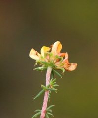 Aspalathus crassisepala